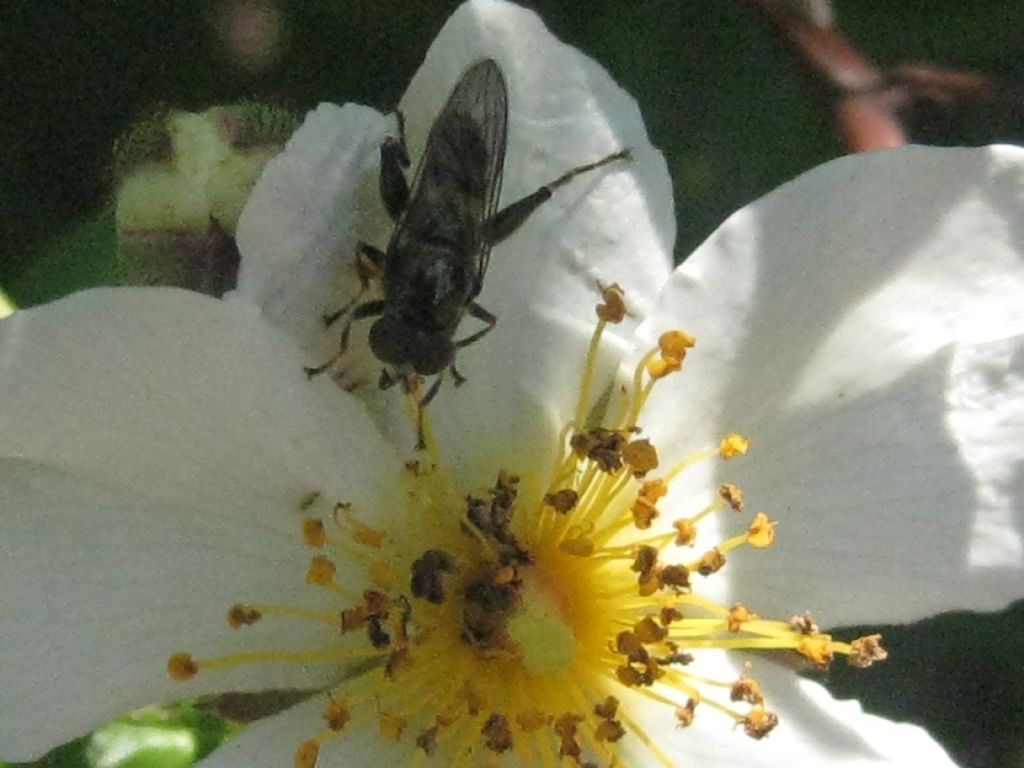 Da identificare (Toscana)
